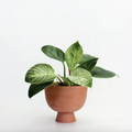 ALEX PLANT POT MEDIUM - Terra Cotta — by Josie Daisy