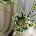 Faux Silk Artificial Sunflower Stem in Green 39" Tall Colored Art: Three Stems