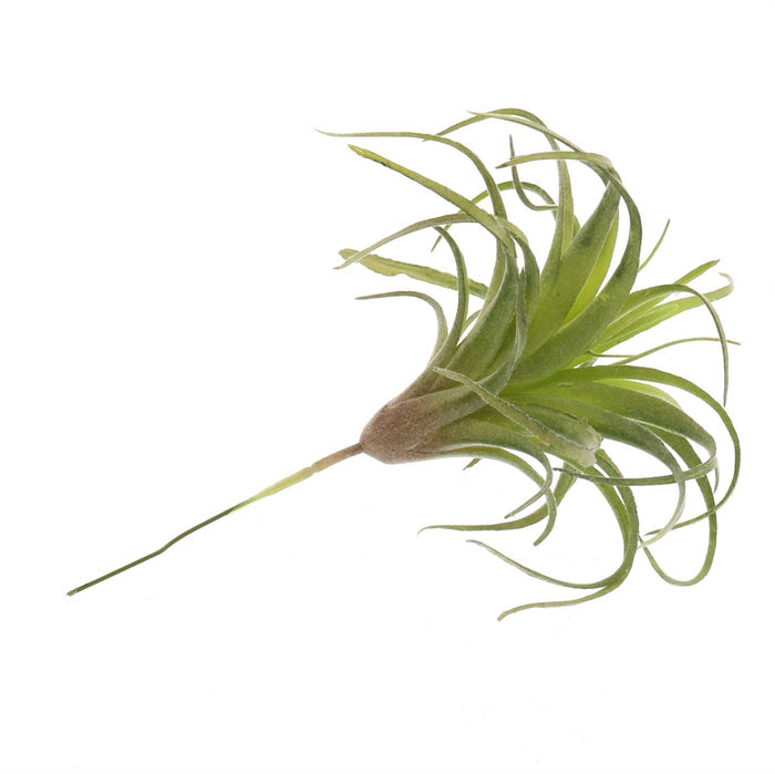 Faux Tillandsia - Sm
