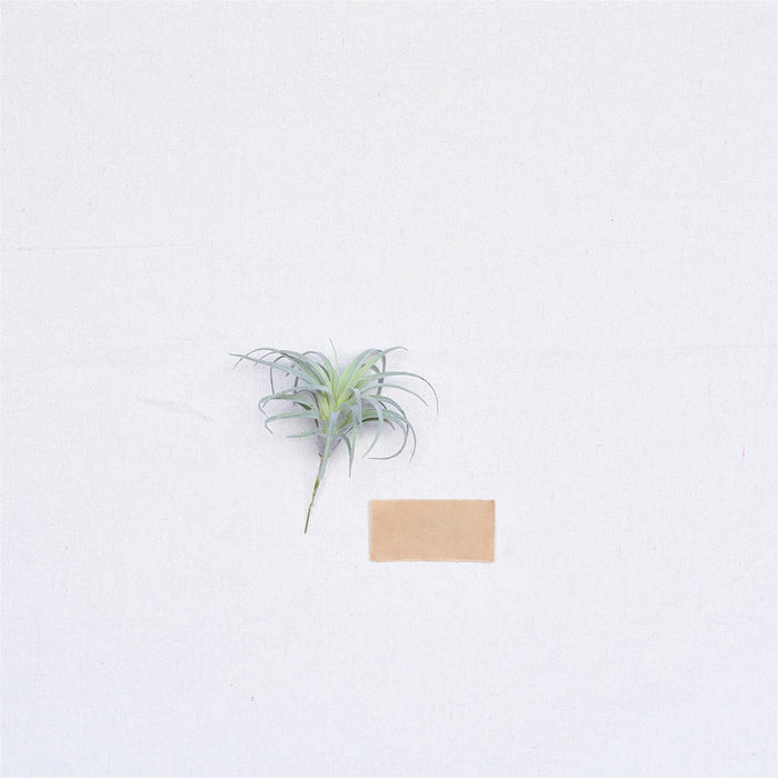 Faux Tillandsia - Sm