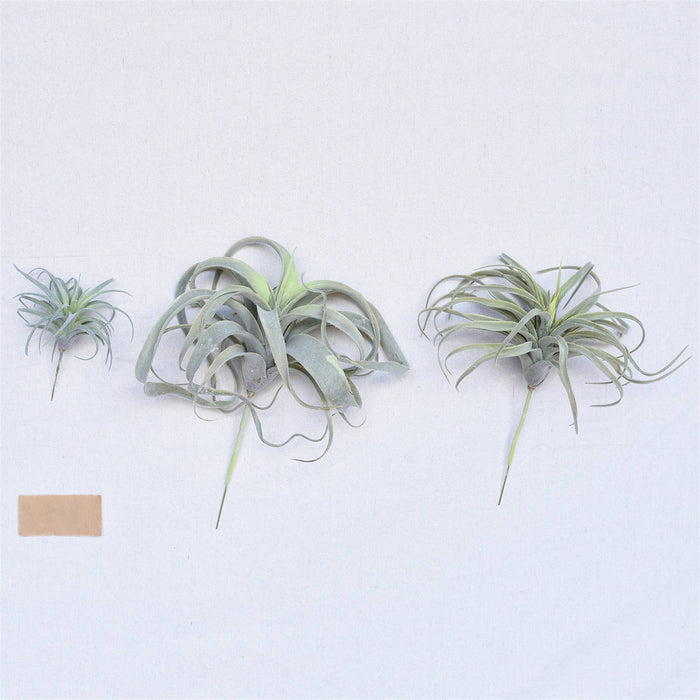 Faux Tillandsia - Sm