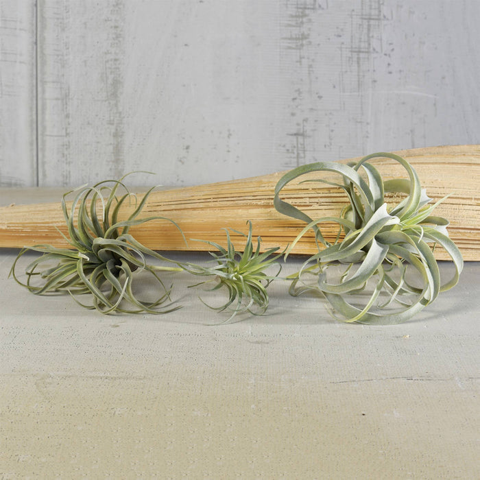 Faux Tillandsia - Sm