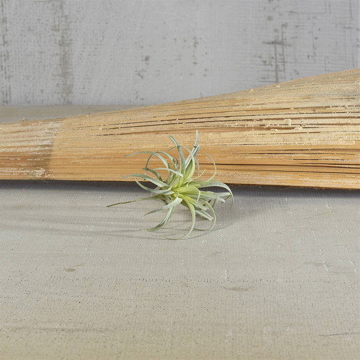 Faux Tillandsia - Sm