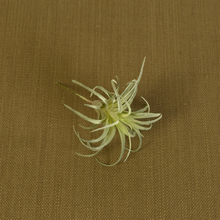 Faux Tillandsia - Sm