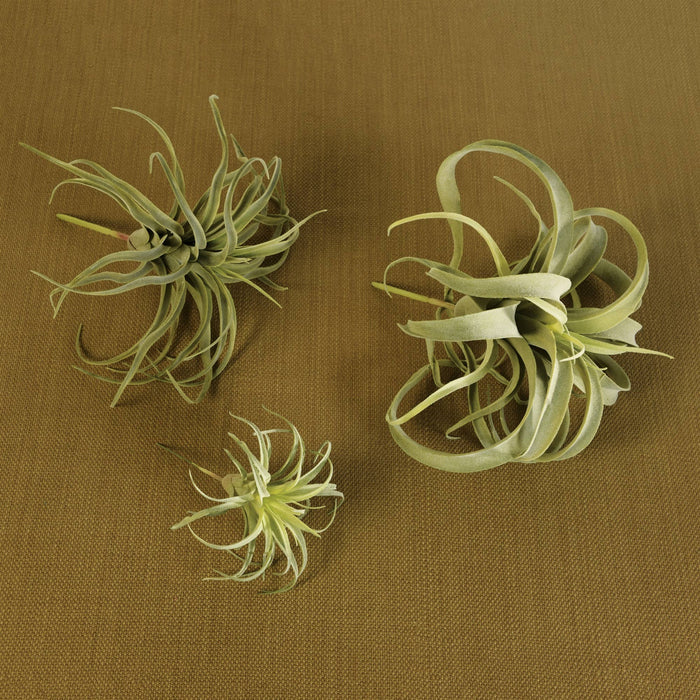 Faux Tillandsia - Sm