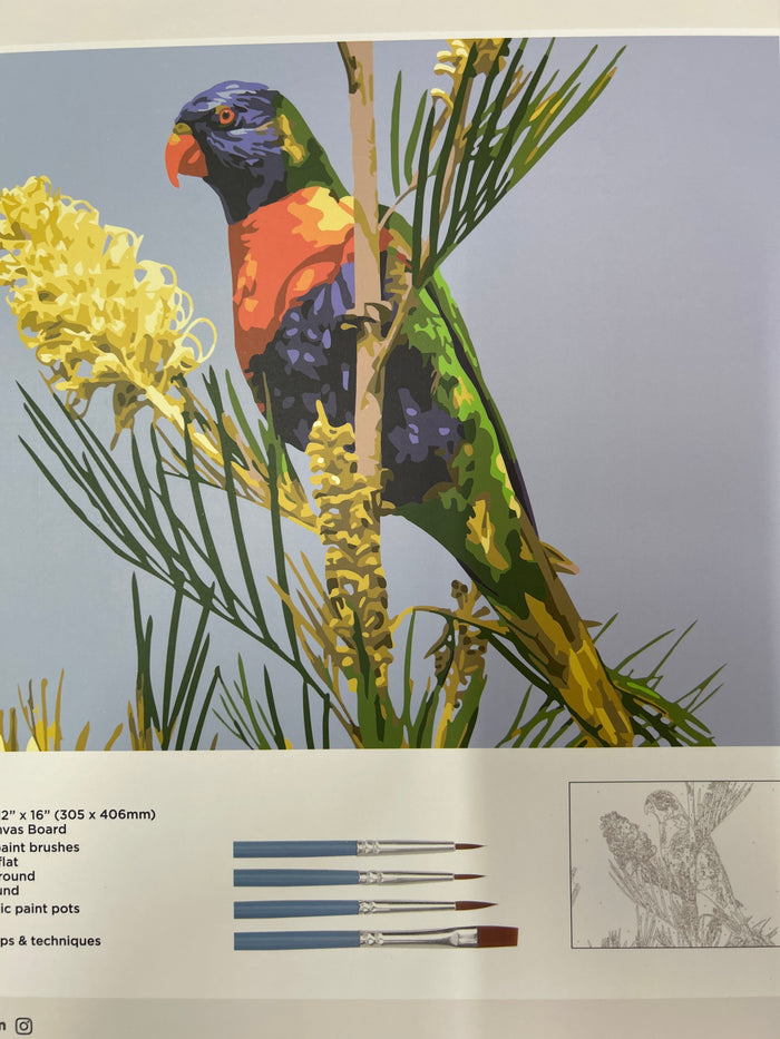 Lorikeet
