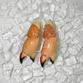 Medium stone crab claw front view