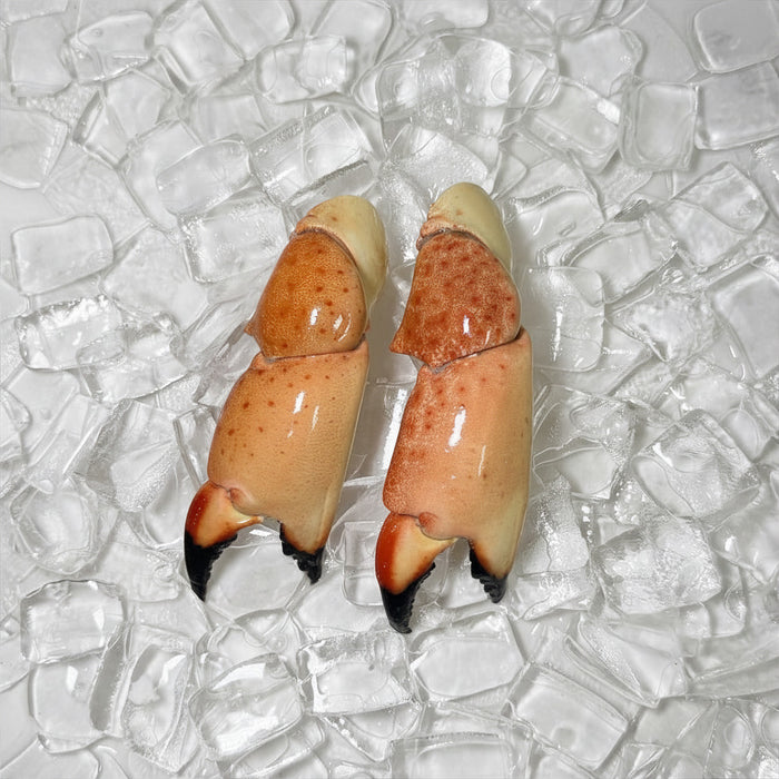 Medium stone crab claw front view