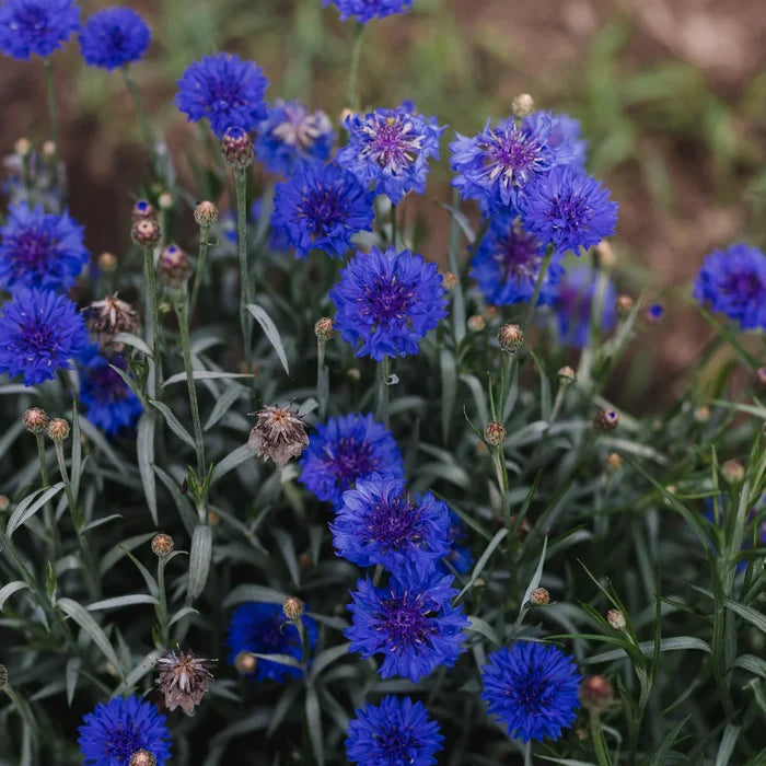 SEED BOX - BEES AND POLLINATORS COLLECTION — by Le nutritionniste urbain