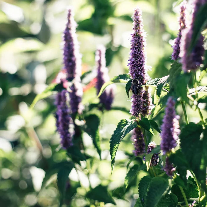 SEED BOX - BEES AND POLLINATORS COLLECTION — by Le nutritionniste urbain