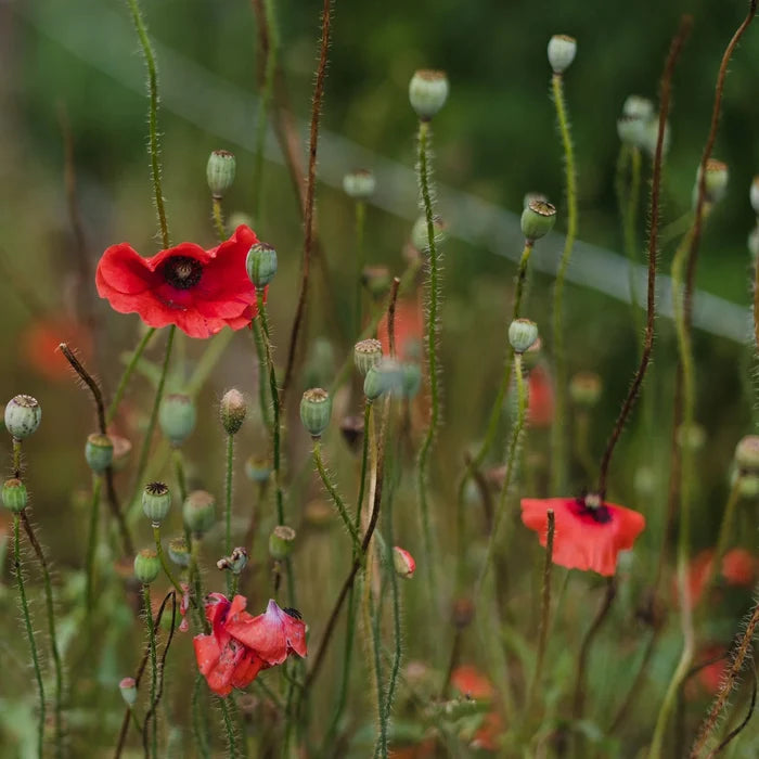 SEED BOX - BEES AND POLLINATORS COLLECTION — by Le nutritionniste urbain