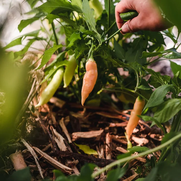 SEED BOX - CHILLI PEPPER COLLECTION — by Le nutritionniste urbain