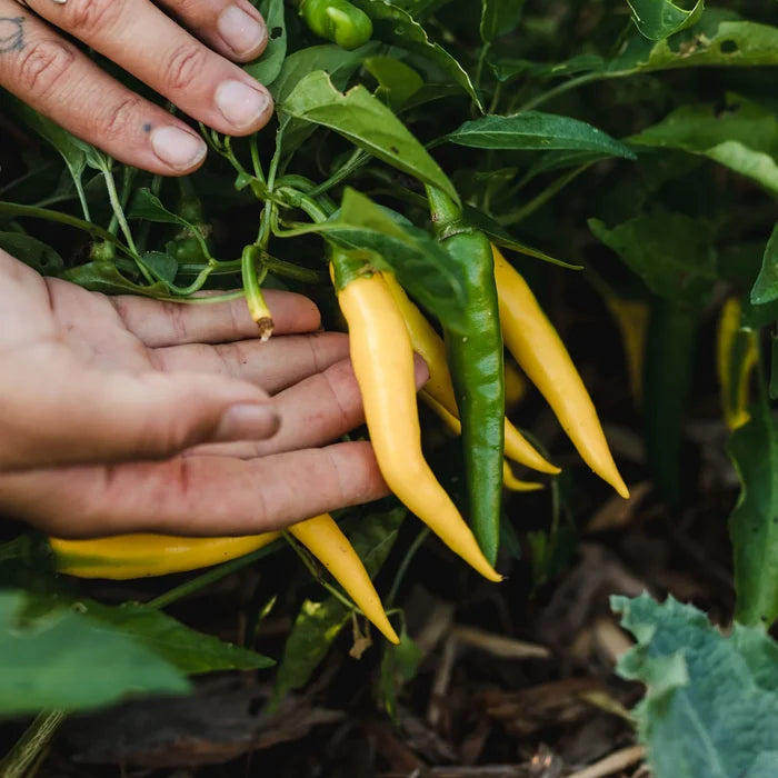 SEED BOX - CHILLI PEPPER COLLECTION — by Le nutritionniste urbain